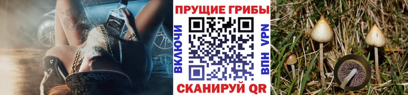 Псилоцибиновые грибы GOLDEN TEACHER МЕГА ONION Анапа продажа наркотиков